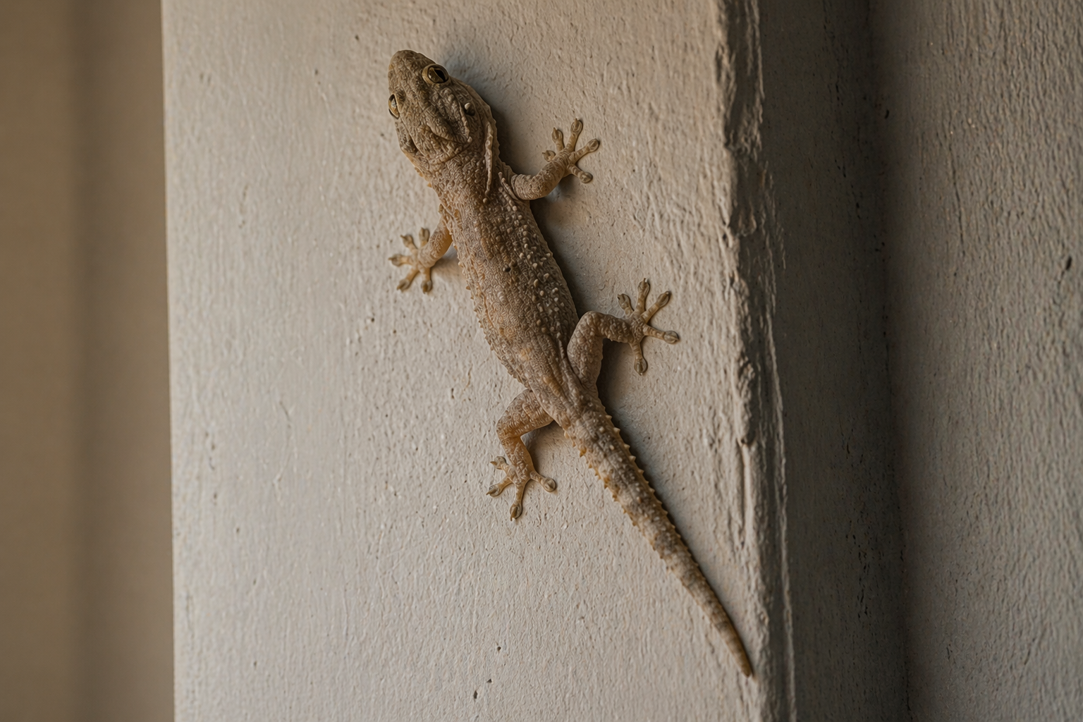 Lizard Control